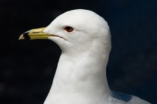 Proud Seagull