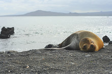 Sealion Relaxing On Pebbled Beach