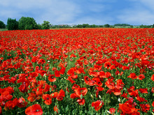 Field Full Of Red Poppies