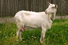 Goat Single