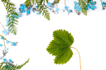 Wall Mural - forget-me-not (floral ornament)
