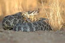 Common Rattlesnake Free Stock Photo - Public Domain Pictures