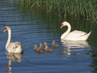 swan family