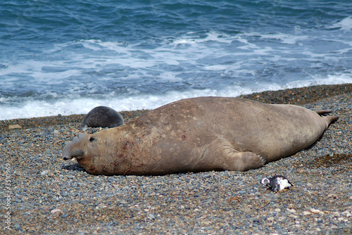 Elefante Marino Buy This Stock Photo And Explore Similar Images