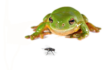 green tree frog and a fly