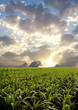 Corn field under storm clouds