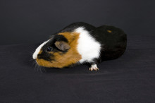 Smooth Haired Guinea Pig