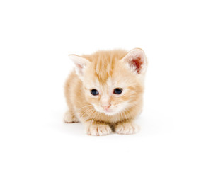 Wall Mural - yellow kitten resting on white background