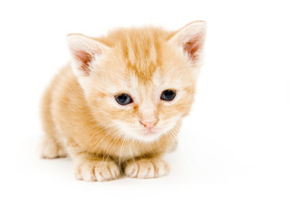 Wall Mural - yellow kitten resting on white background