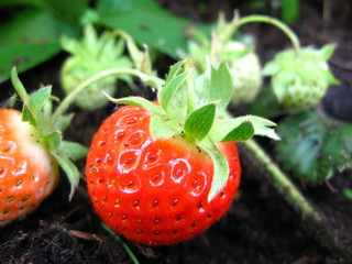 ripe strawberry