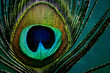eye of a peacock feather