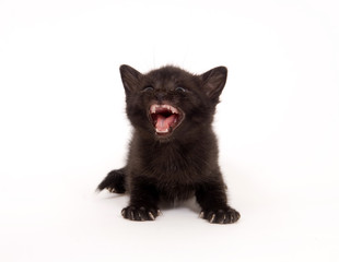 Wall Mural - A black kitten looks up and cries on a white background