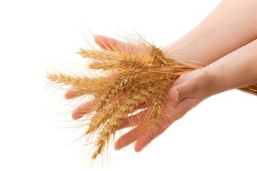 Wall Mural - Wheat and hands isolated on white.