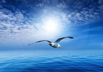 Blue sky and flaying seagull