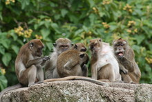Famille De Macaques