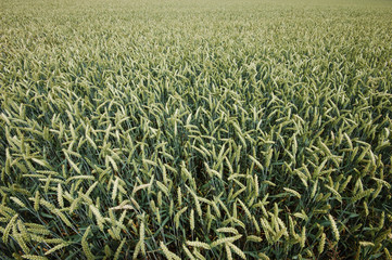 Wheat Field