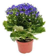 Blue Flower In A Pot Isolated Over White
