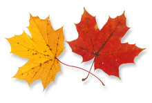 Two Vivid Maple Leaves Against White Background, 