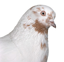 White & Brown Pigeon With Clipping Path