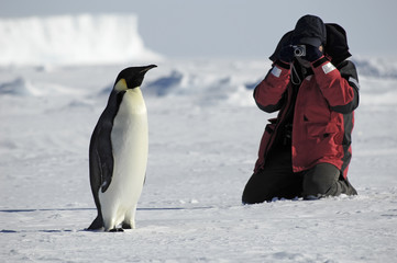 penguin photos
