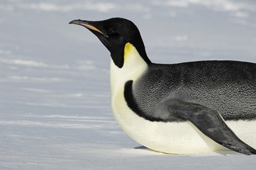 Wall Mural - Gliding Antarctic penguin