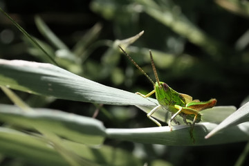 Wall Mural - grasshopper