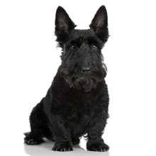 Scottish Terrier In Front Of A White Background