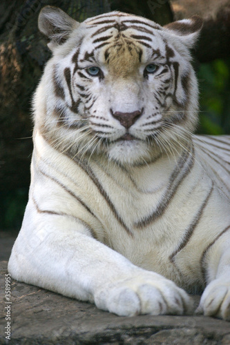 Foto-Vliestapete matt - White Tiger (von Kitch Bain)