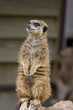 meerkat suricate
