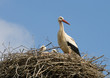 stork family in nest