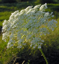 Inflorescence Of Wild Carrot White Flowers