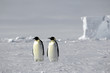 Emperor penguin pair in Antarctica