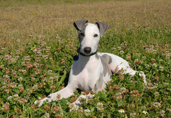 Poster - chiot whippet dans l'herbe