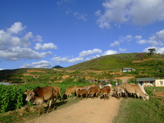 Wall Mural - Paysage de montagne, Vietnamv