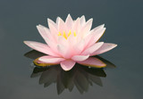 Water lily casts reflection