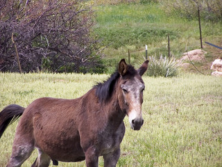 An old brown horse in a small rural community setting. 