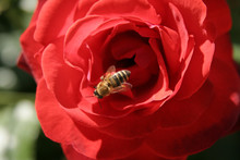 Working Bee On A Rose