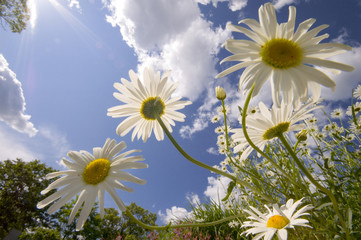 Looking up trough daisies into cloudy sky