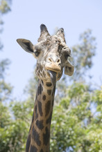 A Ugandan Giraffe Sticking It's Tongue Out