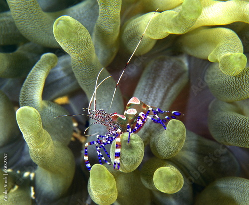 Obraz w ramie spotted cleaner shrimp