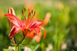 canvas print picture Beautiful orange lily on green nature backround