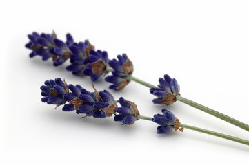 Lavender stems closeup