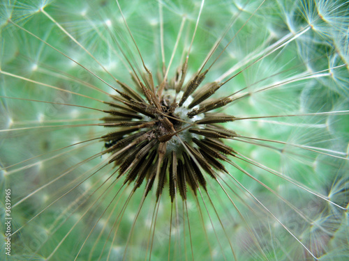 Nowoczesny obraz na płótnie Pusteblume - Löwenzahn II