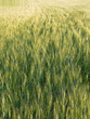canvas print picture - early summer wheat at sunset