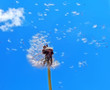 canvas print picture - dandelion in wind
