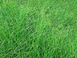 canvas print picture - healthy grass