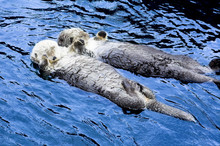 Cute See Otter Holding Each Other's Hand