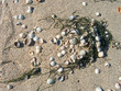 sand beach surface with cockleshells and seaweeds,