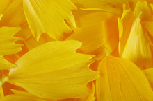 Macro Of Yellow Petals As Natural Abstract Background..