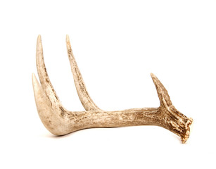 isolated deer antler